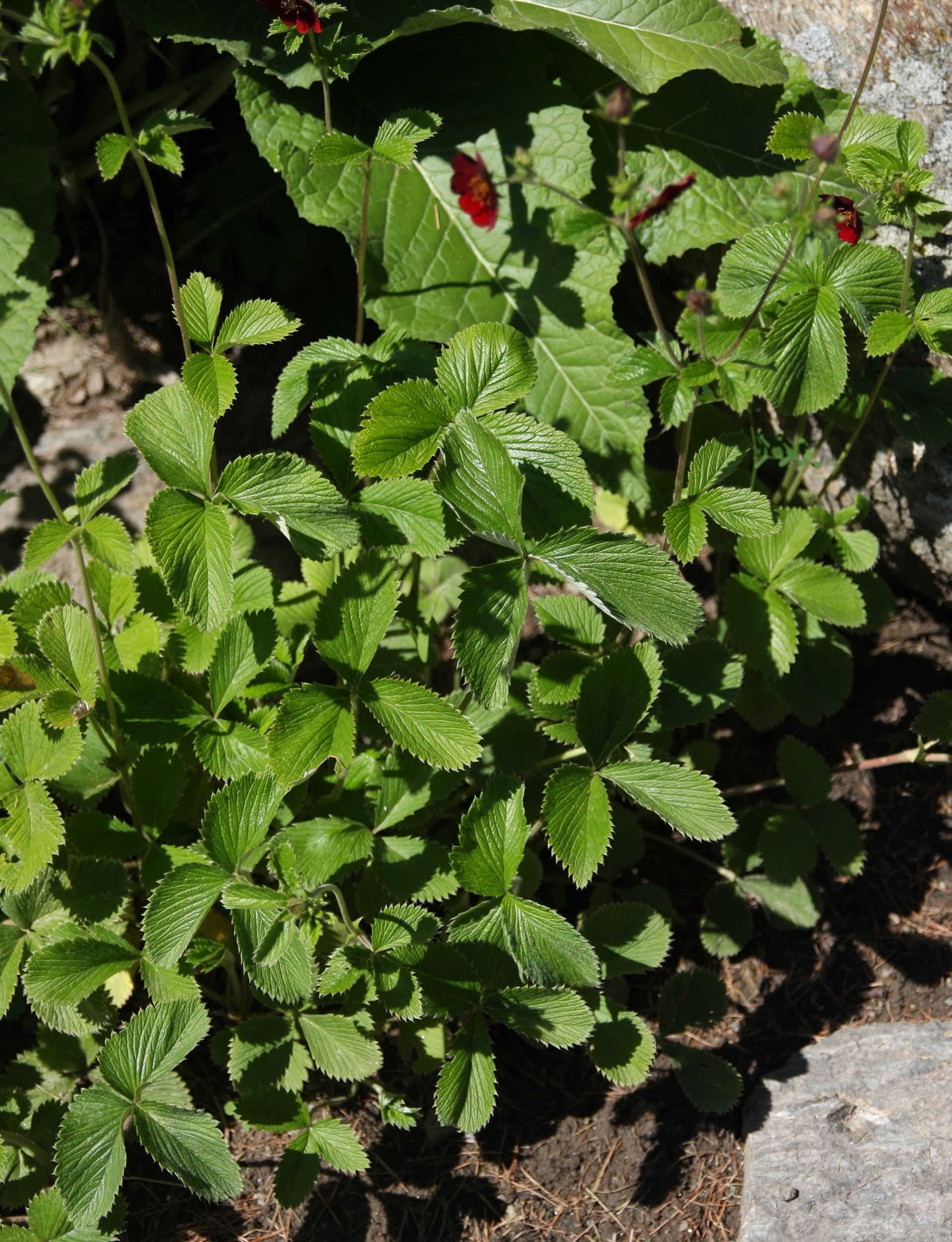 Potentilla atrosanguinea